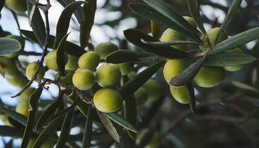 5 señales para reconocer un verdadero aceite de oliva virgen extra de calidad
