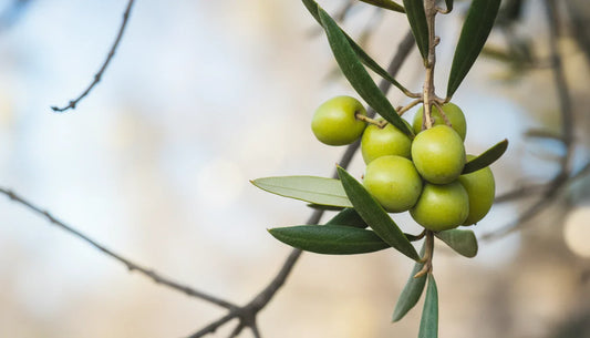 Aceite de Oliva en Ayunas: ¿Milagro o Mito? Beneficios y Verdades Basadas en Ciencia