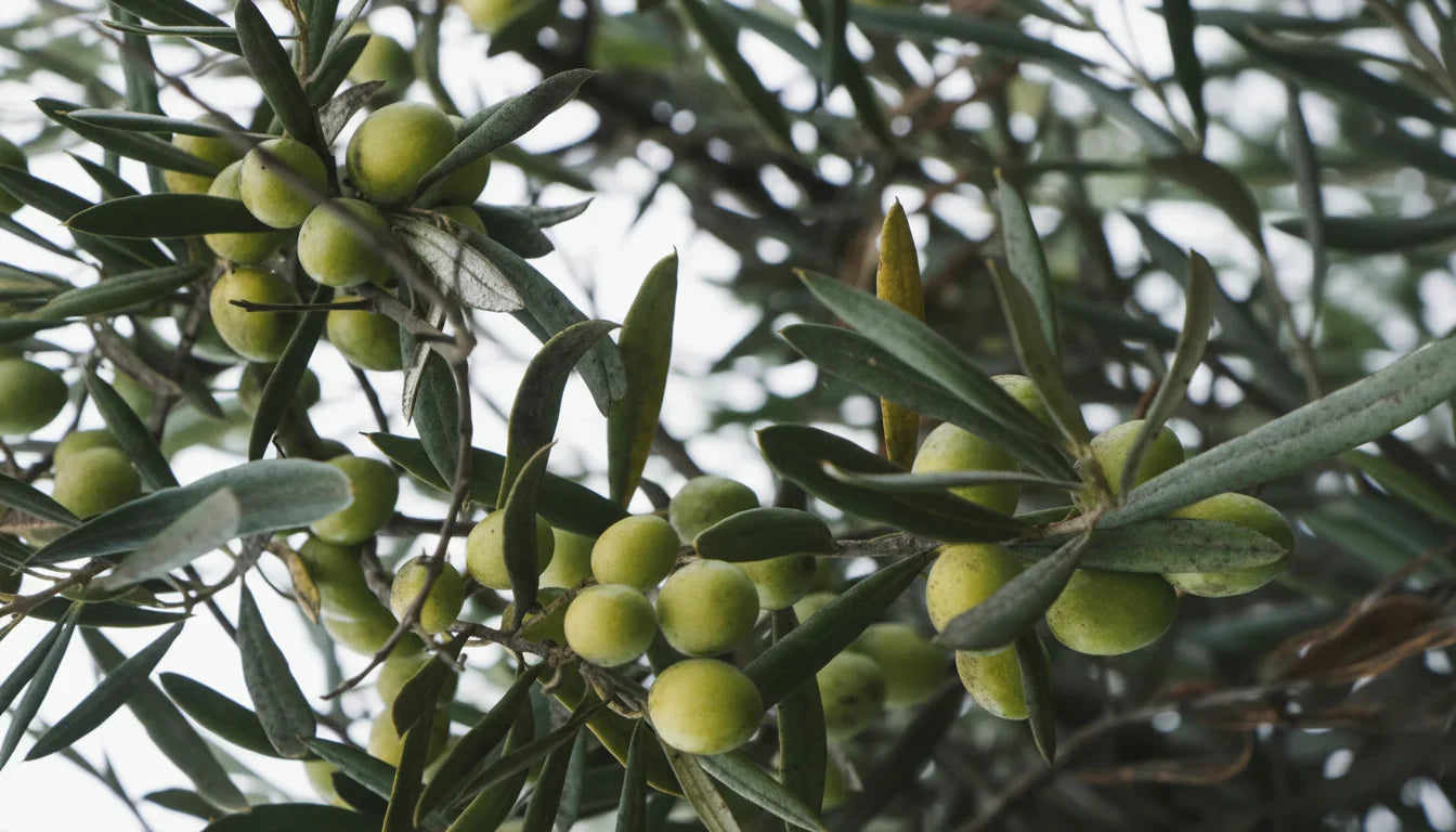 Aceite de Oliva para la Piel: Cómo Usarlo para Hidratar, Rejuvenecer y Proteger