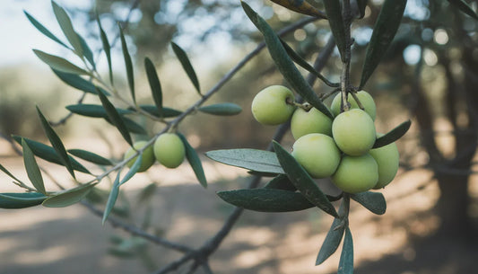 Aceite de Oliva Extra Virgen: 7 Beneficios Comprobados para Tu Salud Diaria